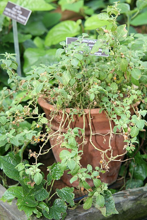 Ashwagandha plant, Withania somnifera