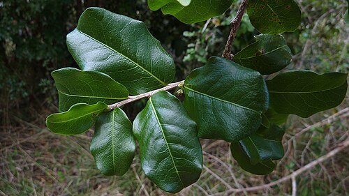 Erythroxylum vaccinifolium foliage, shown as a botanical reference