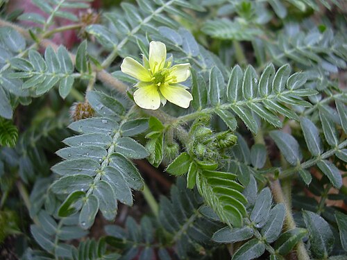 Tribulus terrestris flowering plant